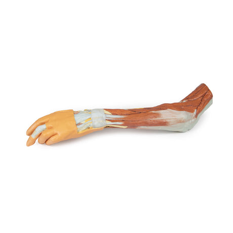 Upper Limb - elbow, forearm and hand | EZ-MP1510 | Sim & Skills Ltd 
