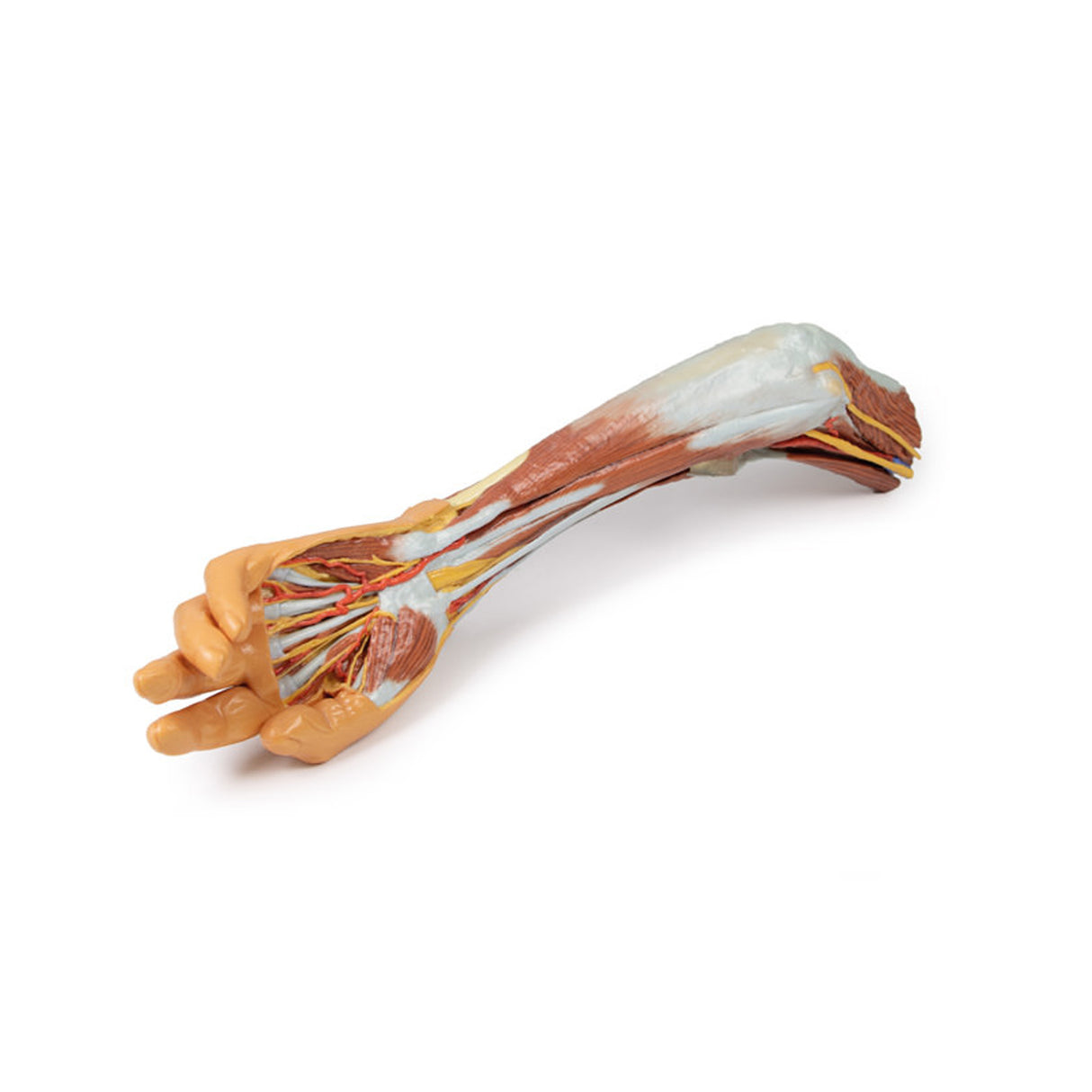 Upper Limb - elbow, forearm and hand | EZ-MP1510 | Sim & Skills Ltd 