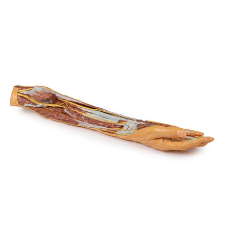 Forearm and hand - superficial and deep dissection | EZ-MP1512 | Sim & Skills Ltd