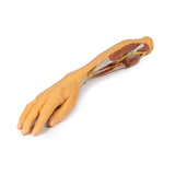 Forearm and hand - superficial and deep dissection | EZ-MP1512 | Sim & Skills Ltd