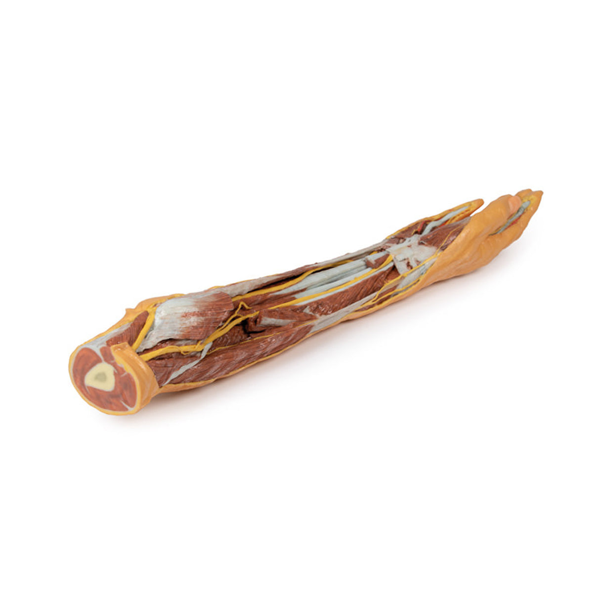 Forearm and hand - superficial and deep dissection | EZ-MP1512 | Sim & Skills Ltd