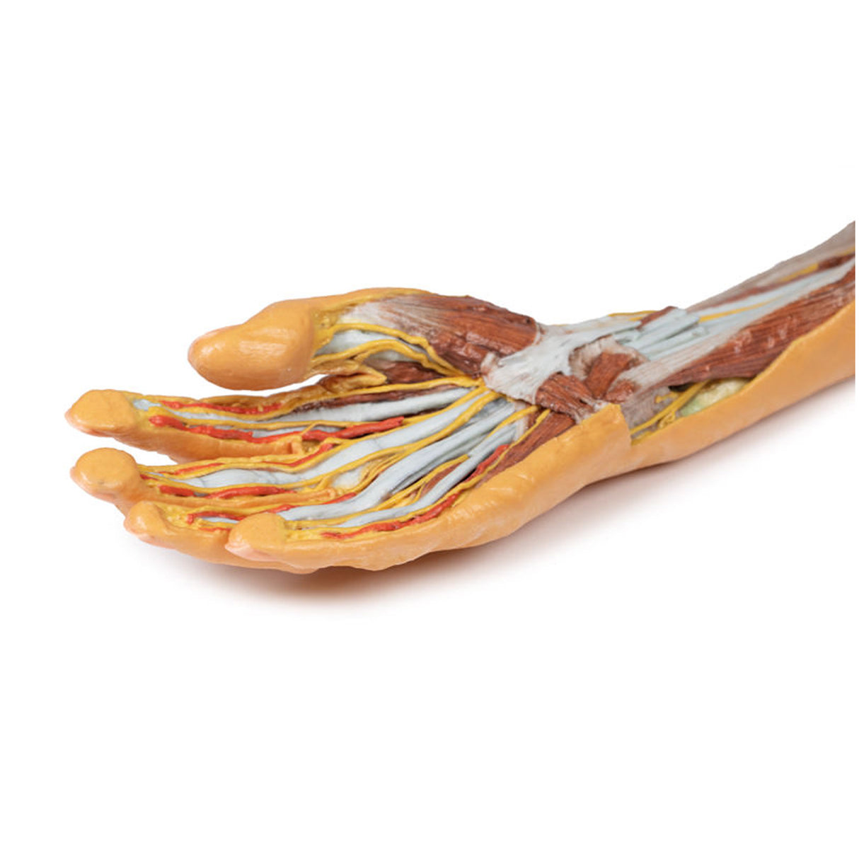 Forearm and hand - superficial and deep dissection | EZ-MP1512 | Sim & Skills Ltd