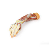 Deep upper limb and hand | EZ-MP1513 | Sim & Skills Ltd