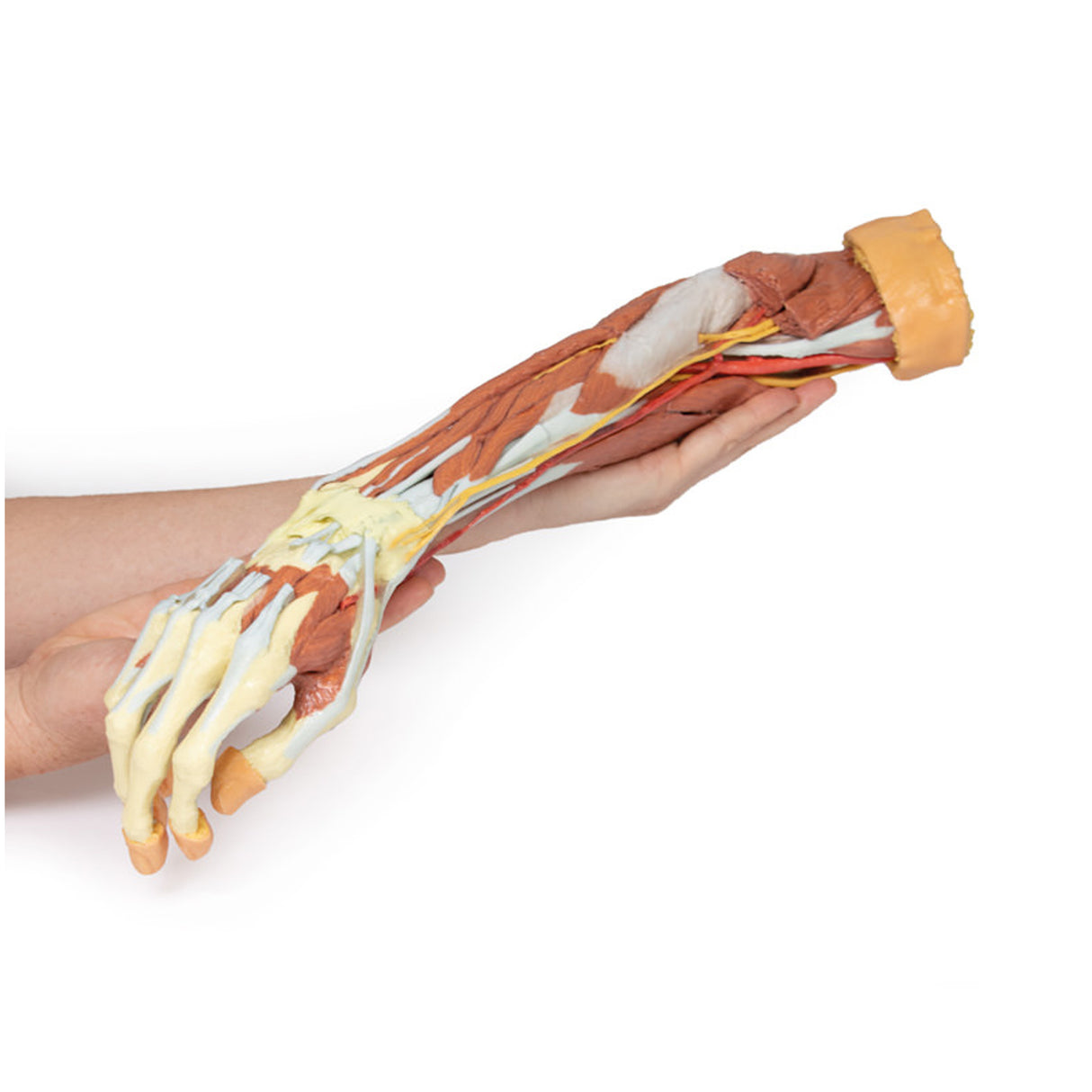Deep upper limb and hand | EZ-MP1513 | Sim & Skills Ltd