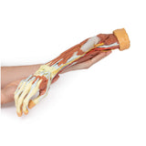 Deep upper limb and hand | EZ-MP1513 | Sim & Skills Ltd