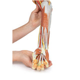 Deep upper limb and hand | EZ-MP1513 | Sim & Skills Ltd
