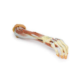 Deep upper limb and hand | EZ-MP1513 | Sim & Skills Ltd