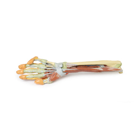 Forearm and hand - deep dissection | EZ-MP1514 | Sim & Skills Ltd