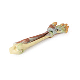 Forearm and hand - deep dissection | EZ-MP1514 | Sim & Skills Ltd