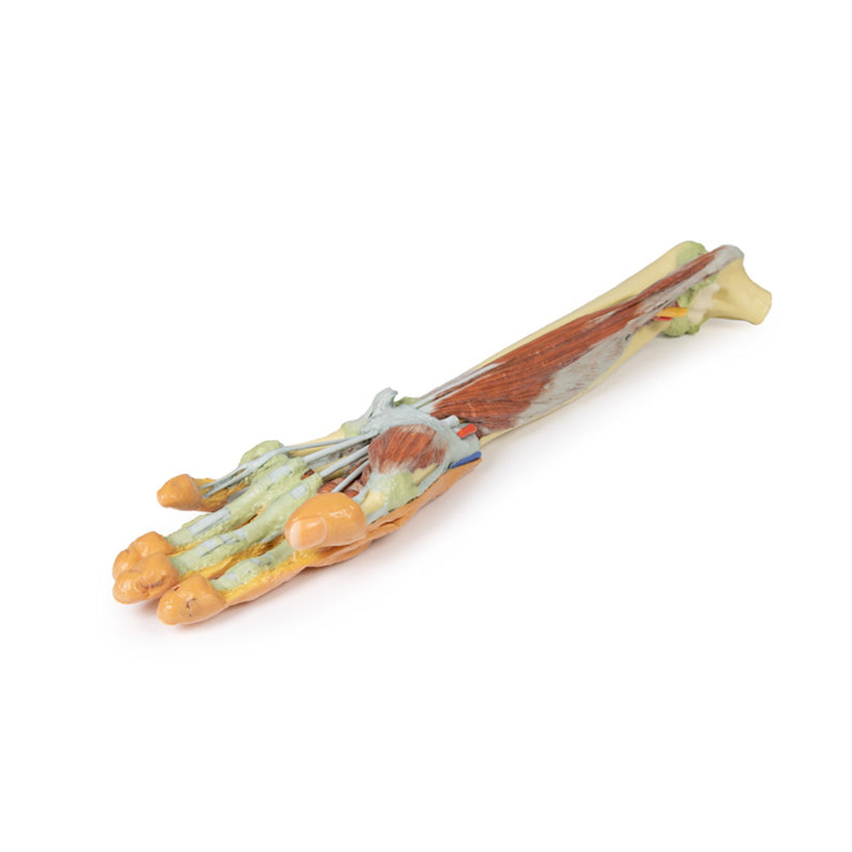 Forearm and hand - deep dissection | EZ-MP1514 | Sim & Skills Ltd