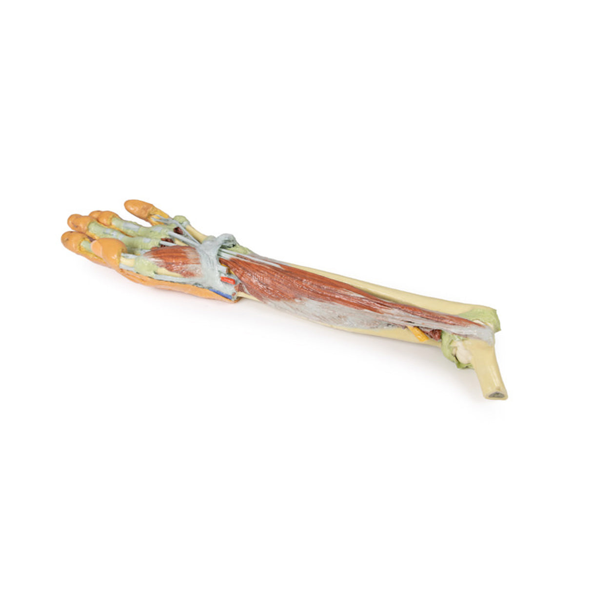 Forearm and hand - deep dissection | EZ-MP1514 | Sim & Skills Ltd