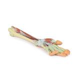 Forearm and hand - deep dissection | EZ-MP1514 | Sim & Skills Ltd
