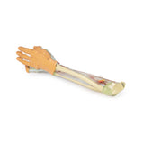 Forearm and hand - deep dissection | EZ-MP1514 | Sim & Skills Ltd