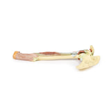 Upper Limb - biceps, bones and ligaments | EZ-MP1515 | Sim & Skills Ltd