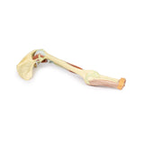 Upper Limb - biceps, bones and ligaments | EZ-MP1515 | Sim & Skills Ltd