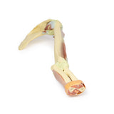 Upper Limb - biceps, bones and ligaments | EZ-MP1515 | Sim & Skills Ltd