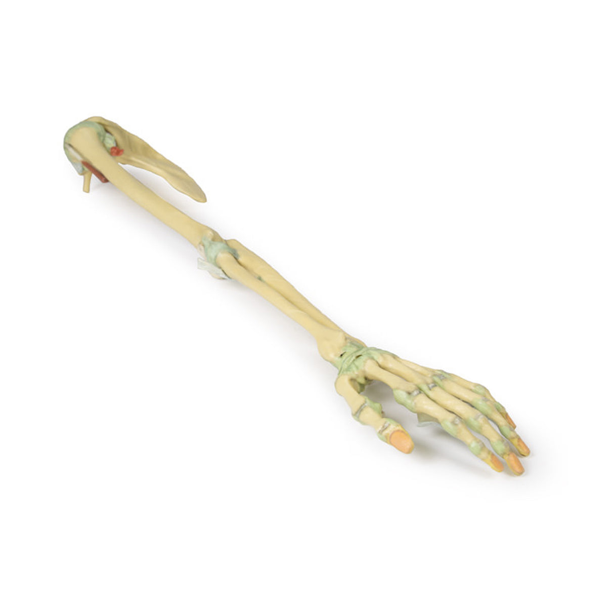 Upper Limb Ligaments | EZ-MP1520 | Sim & Skills Ltd