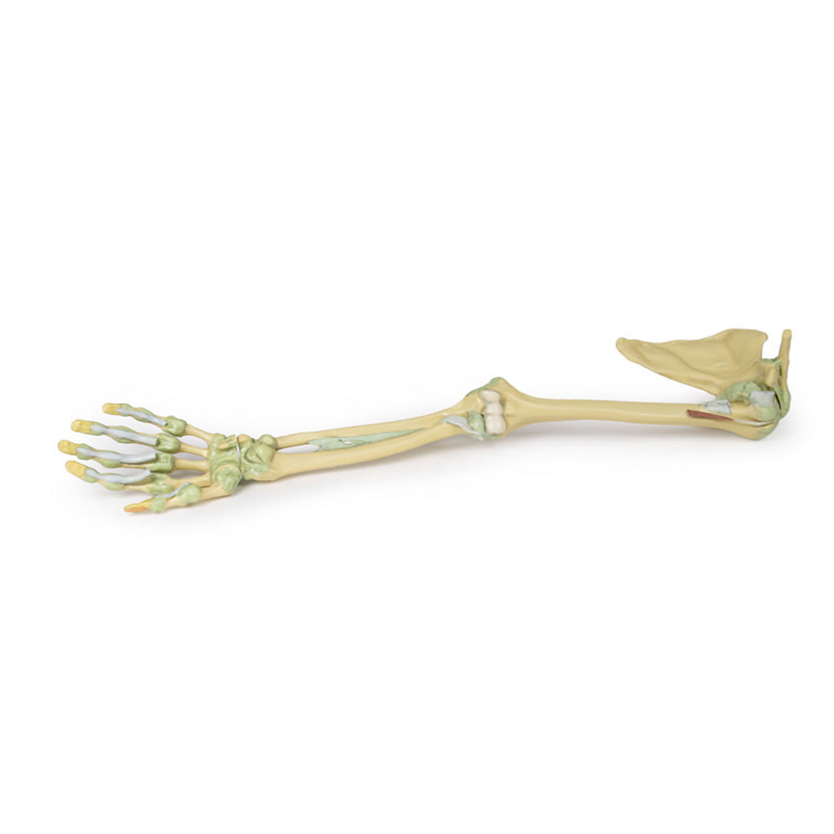 Upper Limb Ligaments | EZ-MP1520 | Sim & Skills Ltd