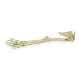 Upper Limb Ligaments | EZ-MP1520 | Sim & Skills Ltd