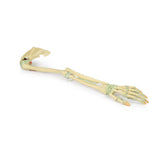 Upper Limb Ligaments | EZ-MP1520 | Sim & Skills Ltd