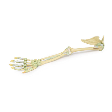 Upper Limb Ligaments | EZ-MP1520 | Sim & Skills Ltd