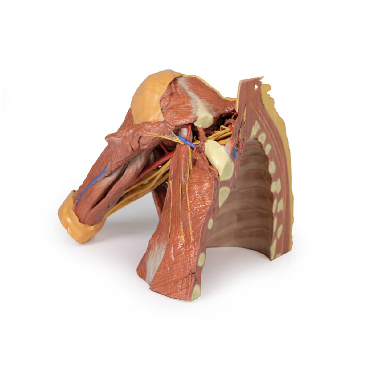 Right thoracic wall - axilla, and the root of the neck | EZ-MP1521 | Sim & Skills Ltd