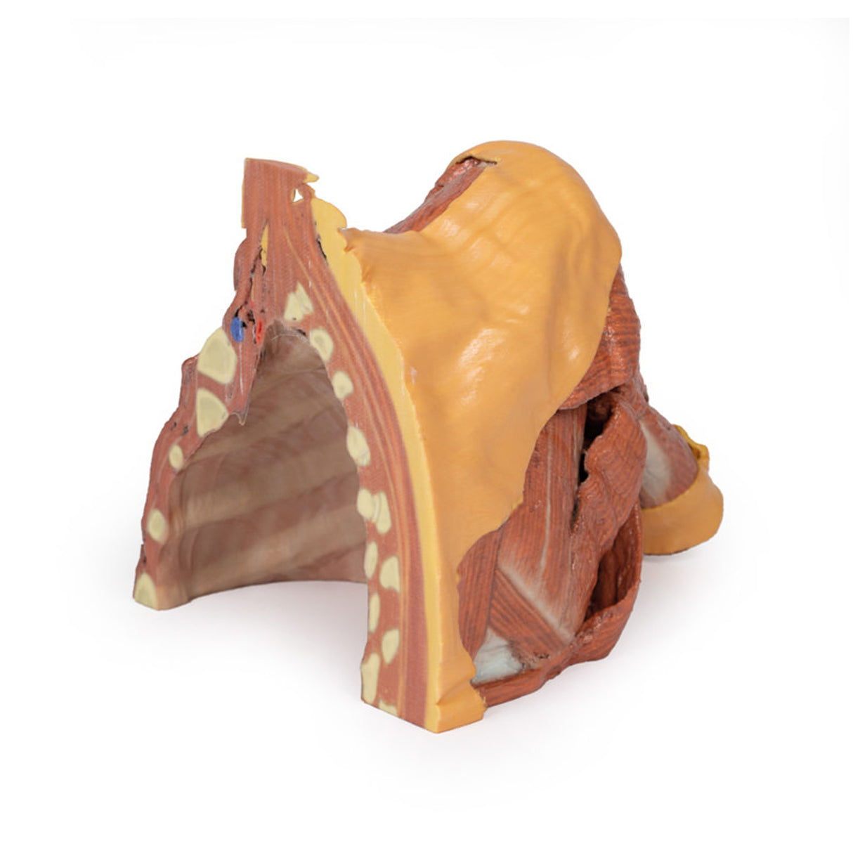Right thoracic wall - axilla, and the root of the neck | EZ-MP1521 | Sim & Skills Ltd