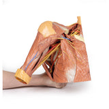 Right thoracic wall - axilla, and the root of the neck | EZ-MP1521 | Sim & Skills Ltd