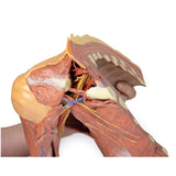 Right thoracic wall - axilla, and the root of the neck | EZ-MP1521 | Sim & Skills Ltd