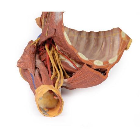 Right thoracic wall - axilla, and the root of the neck | EZ-MP1521 | Sim & Skills Ltd