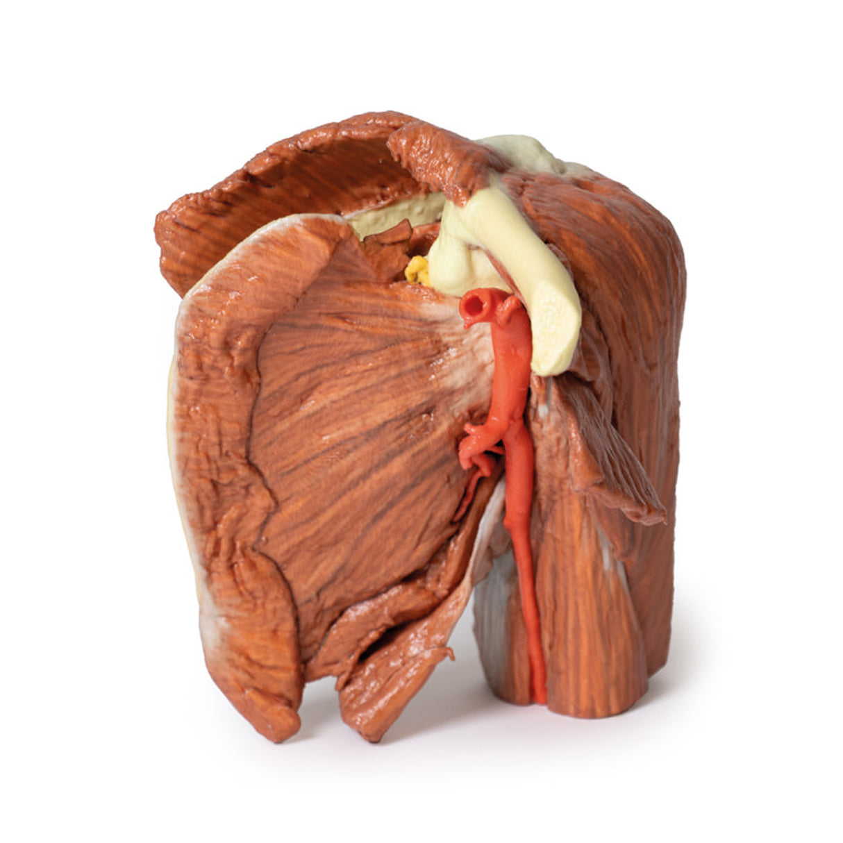 Shoulder (left) - Superficial muscles and axillary/brachial artery | EZ-MP1523 | Sim & Skills Ltd