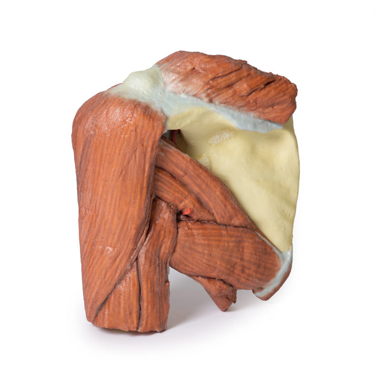 Shoulder (left) - Superficial muscles and axillary/brachial artery | EZ-MP1523 | Sim & Skills Ltd