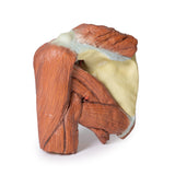 Shoulder (left) - Superficial muscles and axillary/brachial artery | EZ-MP1523 | Sim & Skills Ltd