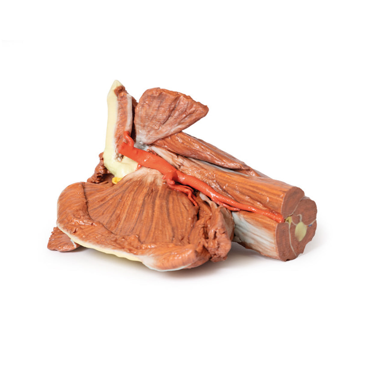 Shoulder (left) - Superficial muscles and axillary/brachial artery | EZ-MP1523 | Sim & Skills Ltd