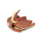 Shoulder (left) - Superficial muscles and axillary/brachial artery | EZ-MP1523 | Sim & Skills Ltd