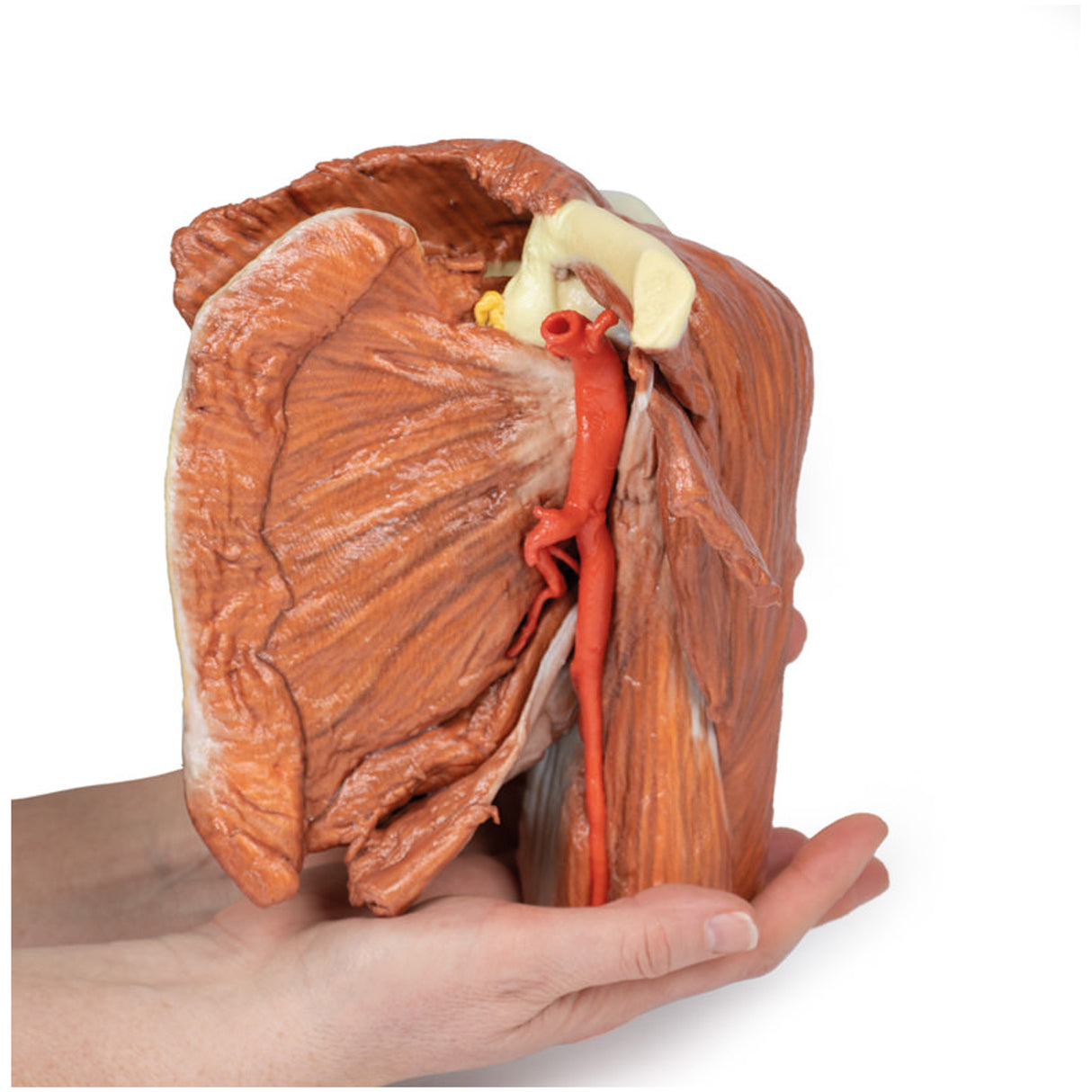 Shoulder (left) - Superficial muscles and axillary/brachial artery | EZ-MP1523 | Sim & Skills Ltd