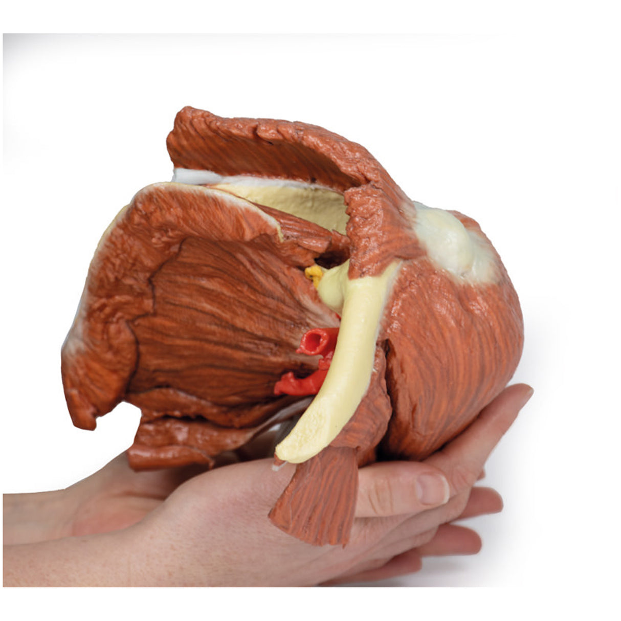 Shoulder (left) - Superficial muscles and axillary/brachial artery | EZ-MP1523 | Sim & Skills Ltd