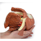 Shoulder (left) - Superficial muscles and axillary/brachial artery | EZ-MP1523 | Sim & Skills Ltd