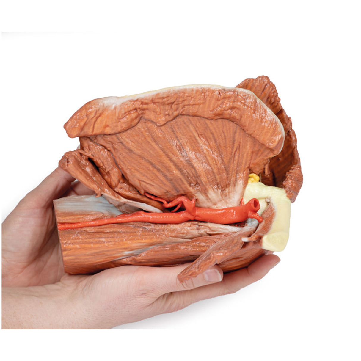 Shoulder (left) - Superficial muscles and axillary/brachial artery | EZ-MP1523 | Sim & Skills Ltd