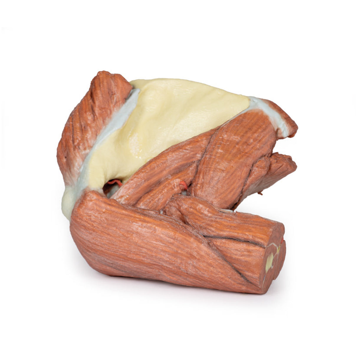 Shoulder (left) - Superficial muscles and axillary/brachial artery | EZ-MP1523 | Sim & Skills Ltd