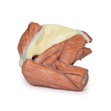 Shoulder (left) - Superficial muscles and axillary/brachial artery | EZ-MP1523 | Sim & Skills Ltd