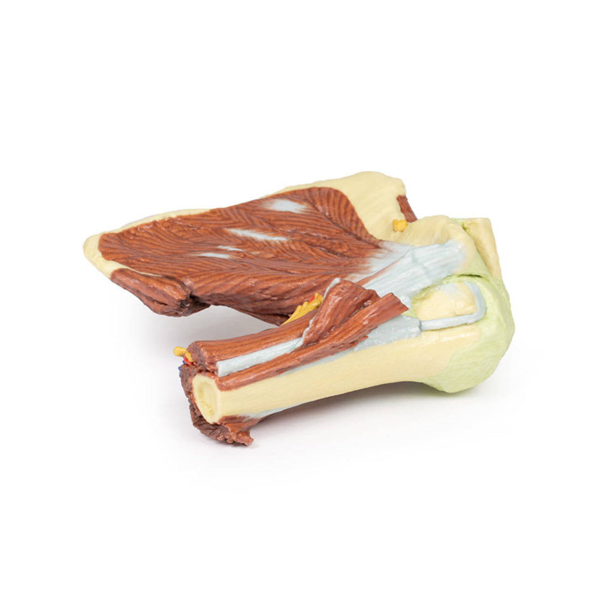 Shoulder - deep dissection of the left shoulder joint, musculature, and associated nerves and vessels | EZ-MP1525 | Sim & Skills Ltd