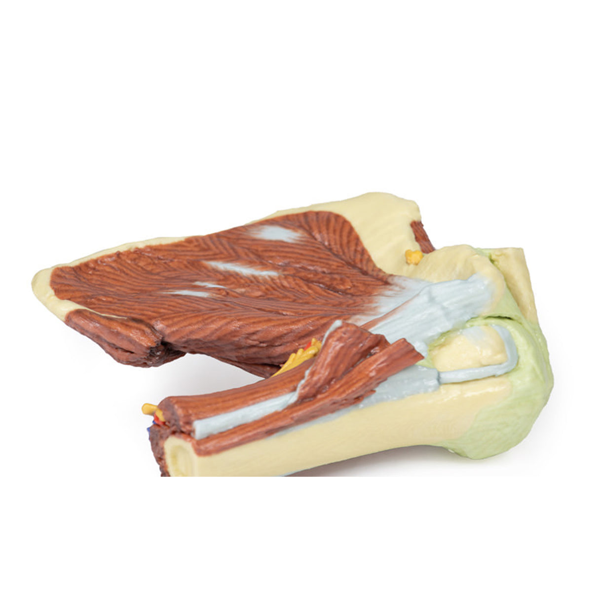 Shoulder - deep dissection of the left shoulder joint, musculature, and associated nerves and vessels | EZ-MP1525 | Sim & Skills Ltd
