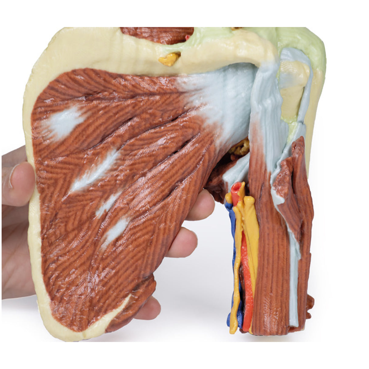 Shoulder - deep dissection of the left shoulder joint, musculature, and associated nerves and vessels | EZ-MP1525 | Sim & Skills Ltd