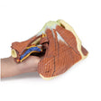 Shoulder - deep dissection of the left shoulder joint, musculature, and associated nerves and vessels | EZ-MP1525 | Sim & Skills Ltd