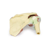 Shoulder - deep dissection of a right shoulder girdle, preserving a complete scapula, lateral clavicle, and proximal humerus | EZ-MP1527 | Sim & Skills Ltd