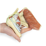 Shoulder - deep dissection of a right shoulder girdle, preserving a complete scapula, lateral clavicle, and proximal humerus | EZ-MP1527 | Sim & Skills Ltd