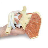 Shoulder - deep dissection of a right shoulder girdle, preserving a complete scapula, lateral clavicle, and proximal humerus | EZ-MP1527 | Sim & Skills Ltd