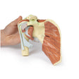 Shoulder - deep dissection of a right shoulder girdle, preserving a complete scapula, lateral clavicle, and proximal humerus | EZ-MP1527 | Sim & Skills Ltd