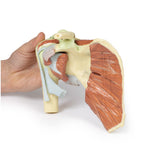 Shoulder - deep dissection of a right shoulder girdle, preserving a complete scapula, lateral clavicle, and proximal humerus | EZ-MP1527 | Sim & Skills Ltd